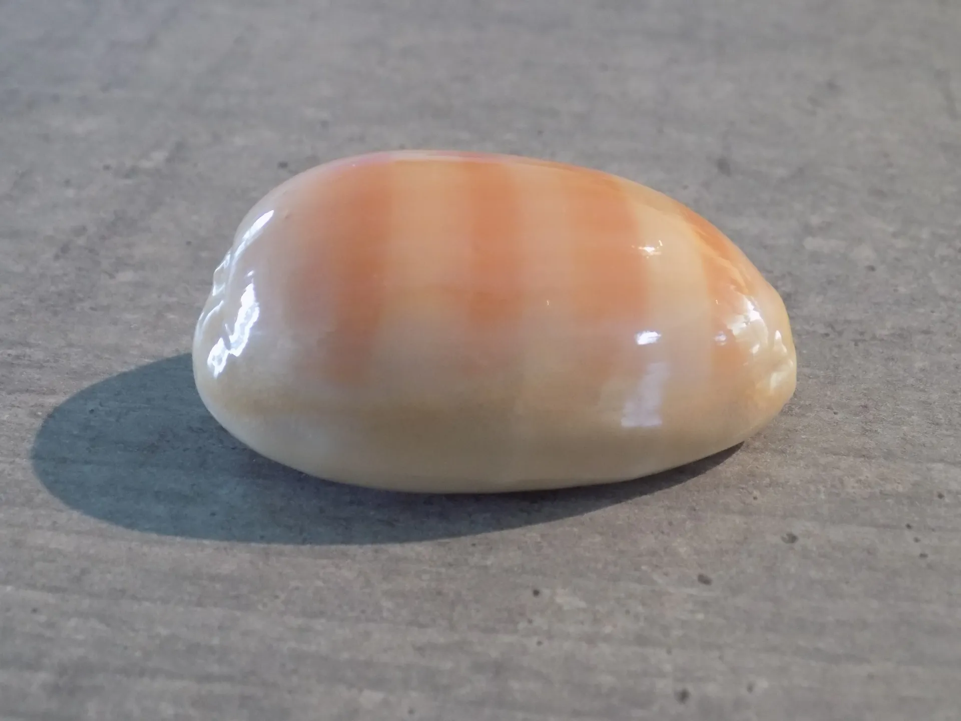 CYPRAEA LYNCINA LEVIATHAN LEVIATHAN