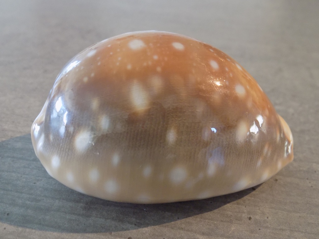 CYPRAEA LYNCINA VITELLUS XL