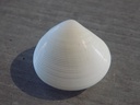 VENERIDAE DOSINIA DUNKERI 