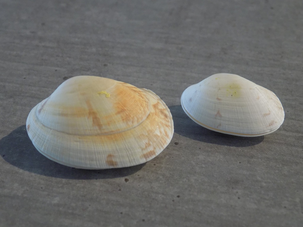 VENERIDAE TAPES DECUSSATUS lot 2u
