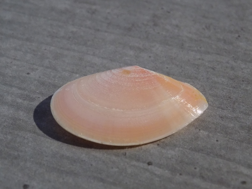 TELLINIDAE TELLINA PULCHELLA