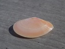 TELLINIDAE TELLINA PULCHELLA