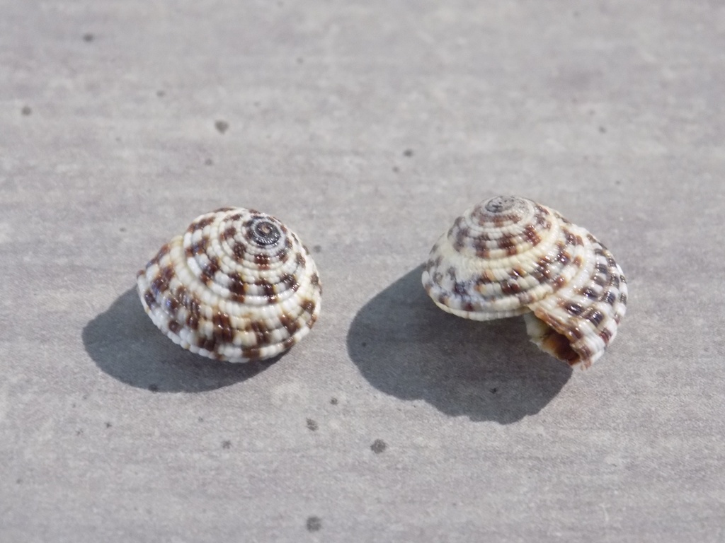 ARCHITECTONICIDAE HELIACUS AREOLA AREOLA lot 2u
