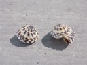 ARCHITECTONICIDAE HELIACUS AREOLA AREOLA lot 2u