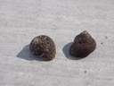 TROCHIDAE CLANCULUS CRUCIATUS lot 2u