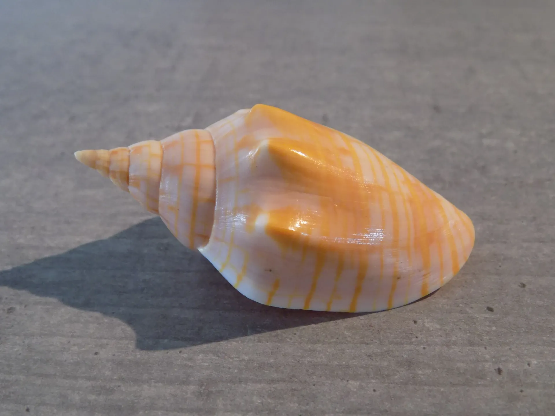 VOLUTIDAE HARPULINA ARAUSIACA