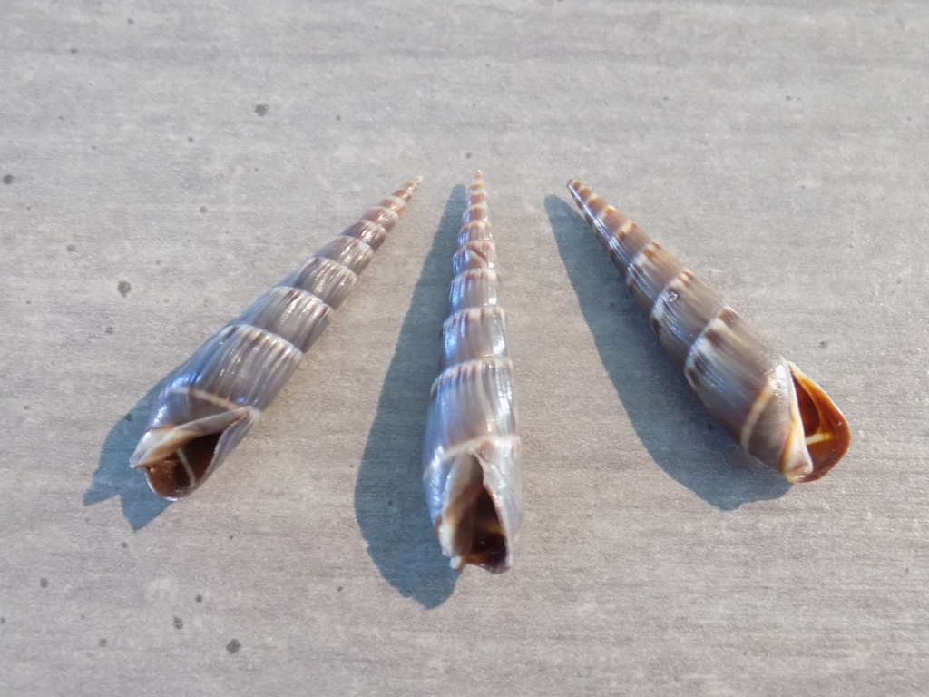 TEREBRIDAE HASTULA STYLATA lot 3u