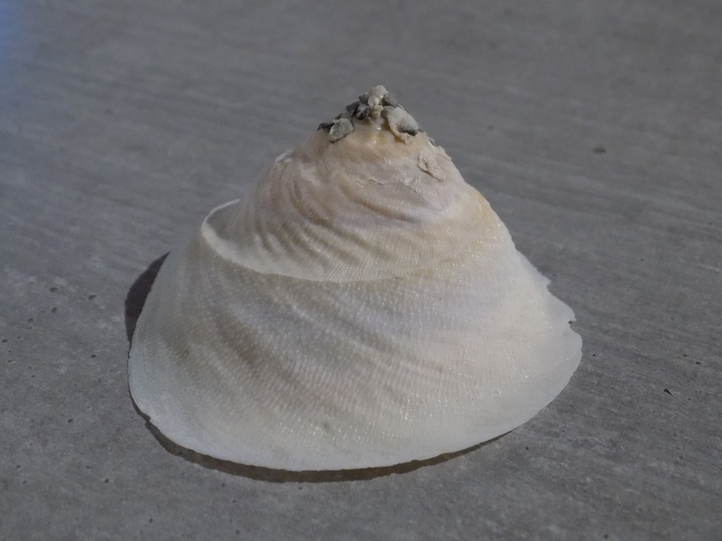 XENOPHORIDAE XENOPHORA ONUSTUS INDICUS