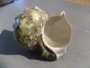 TURBINIDAE TURBO MARMORATUS brut