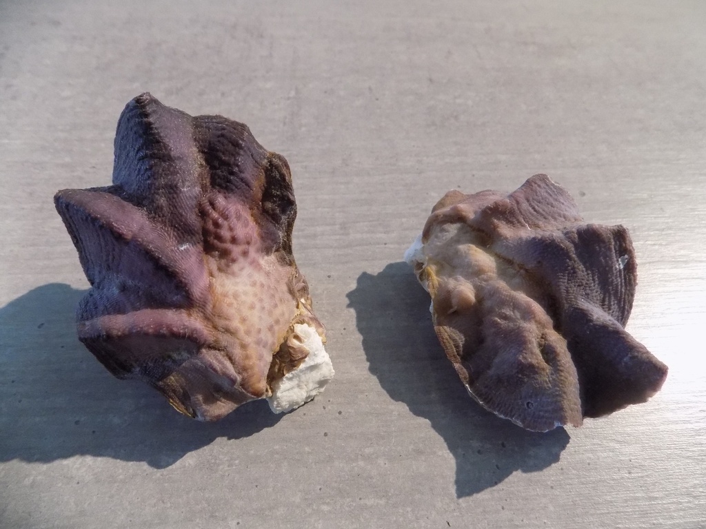 OSTREIDAE LOPHA CRISTAGALLI