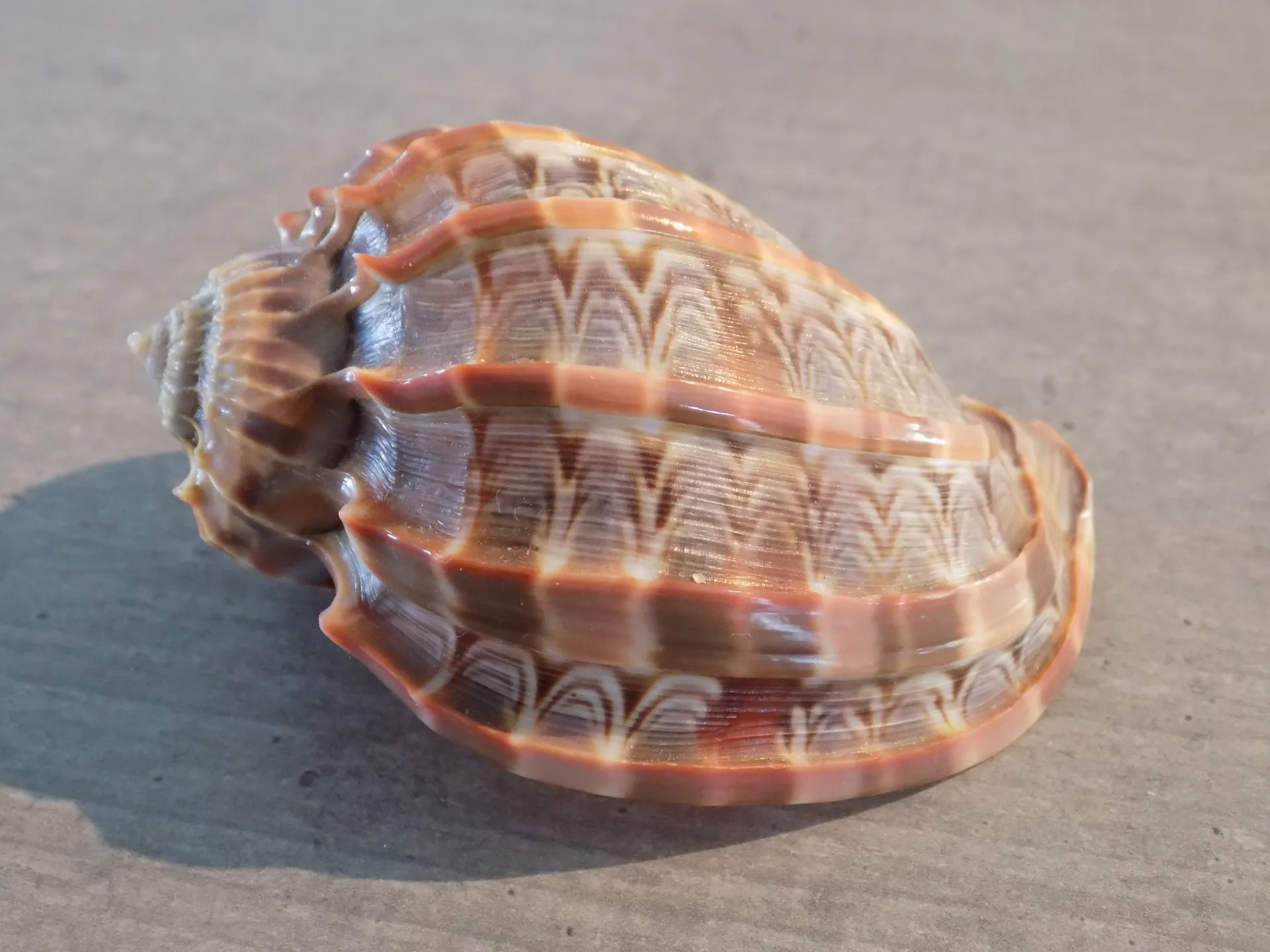 HARPIDAE HARPA CABRITI Red