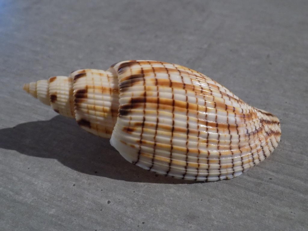 VOLUTIDAE CALLIPARRA KURODAI