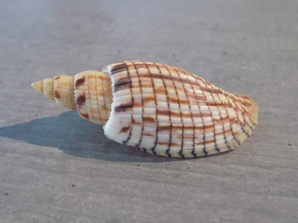 VOLUTIDAE CALLIPARRA KURODAI