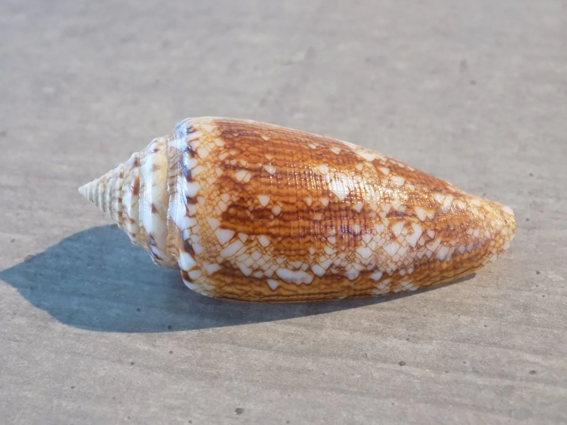 CONIDAE CYLINDER TELATUS