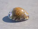 CYPRAEA M.ARABICA GRAYANA Rusty
