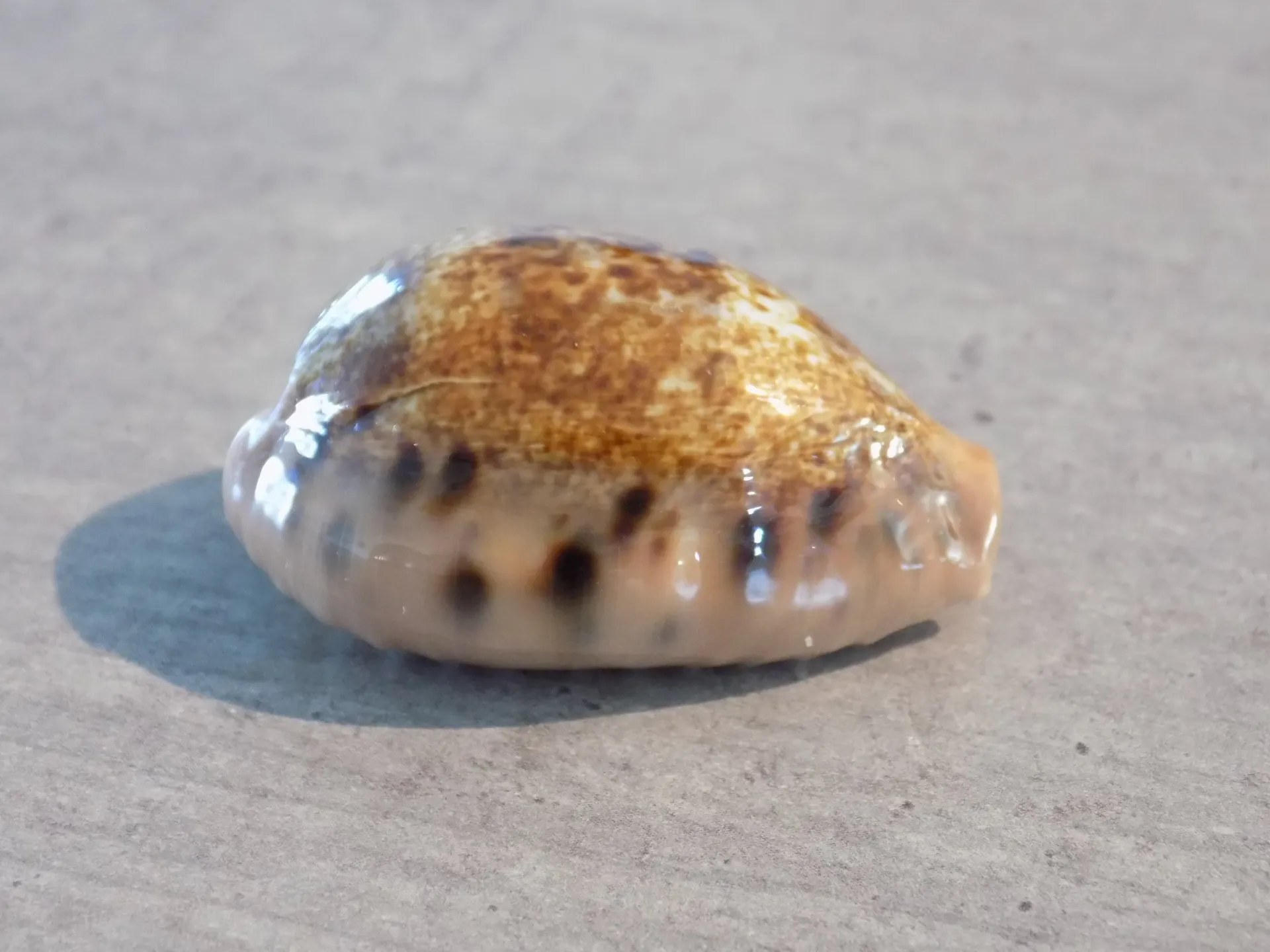 CYPRAEA ERRONEA CAURICA MASIRENSIS