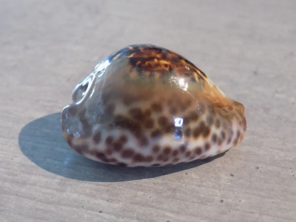 CYPRAEA BARYCYPRAEA TEULEREI Extra