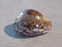 CYPRAEA BARYCYPRAEA TEULEREI Extra