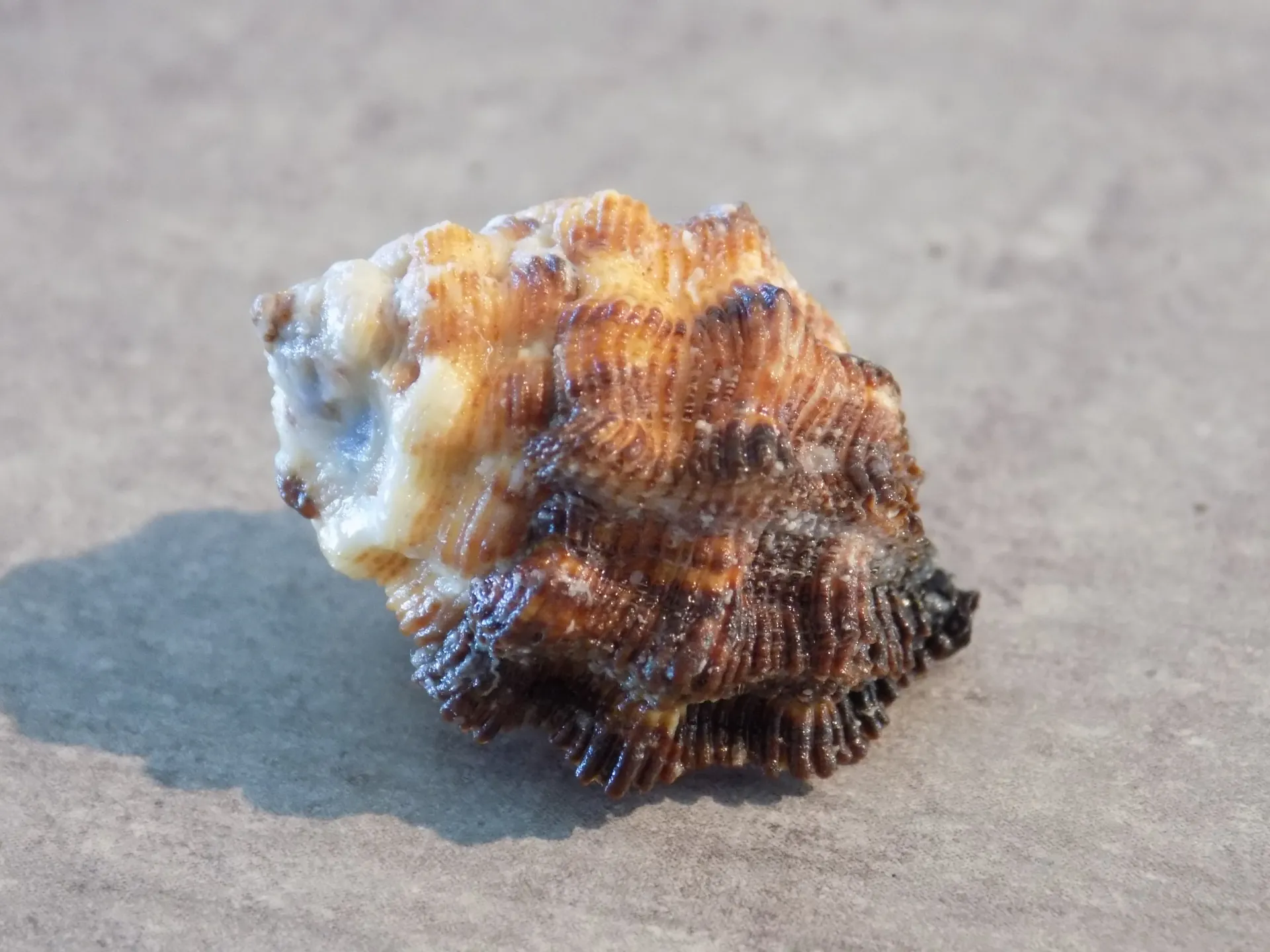 MURICIDAE THAIS SAVIGNYI