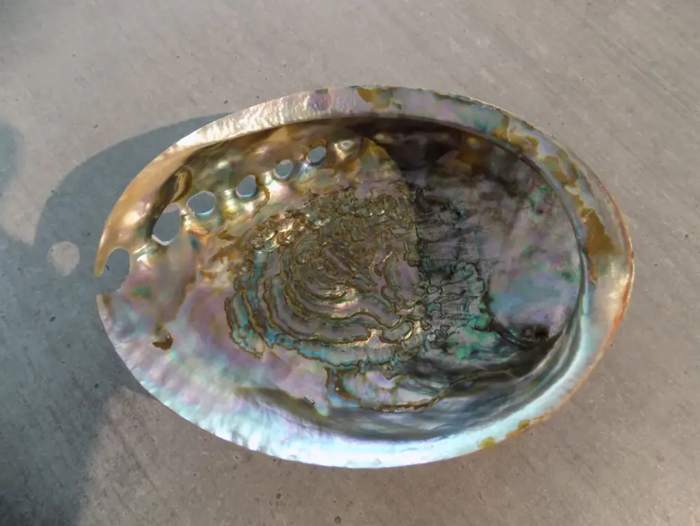 HALIOTIDAE HALIOTIS FULGENS polis  
