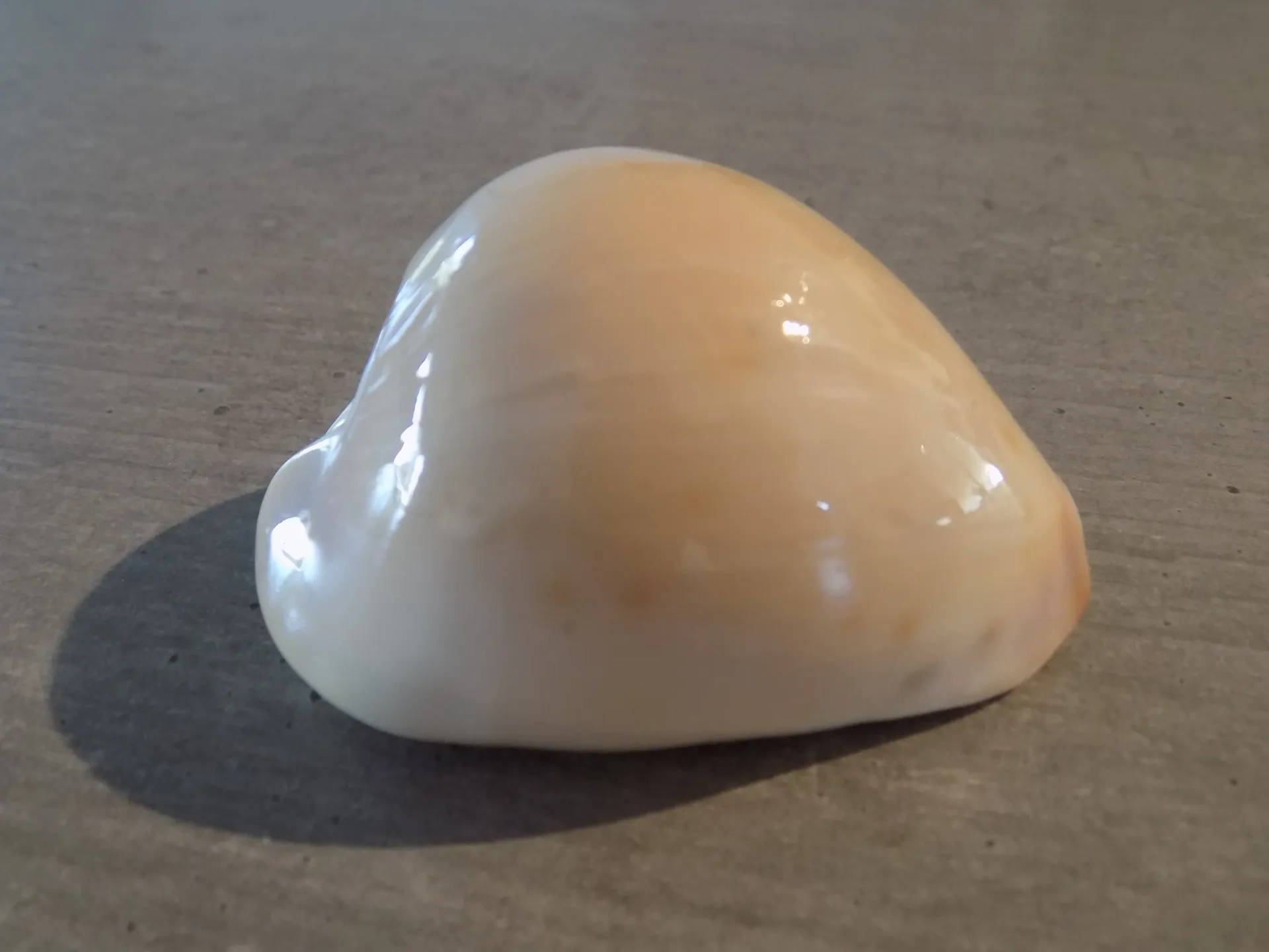 CYPRAEA ZOILA VENUSTA ROSEOIMMACULATA  Very rare pink