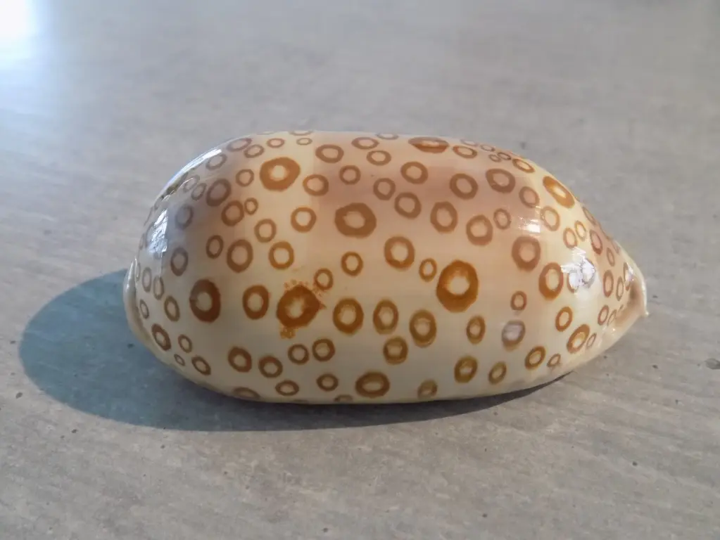 CYPRAEA ARESTORIDES ARGUS CONSTRATRIATA XL
