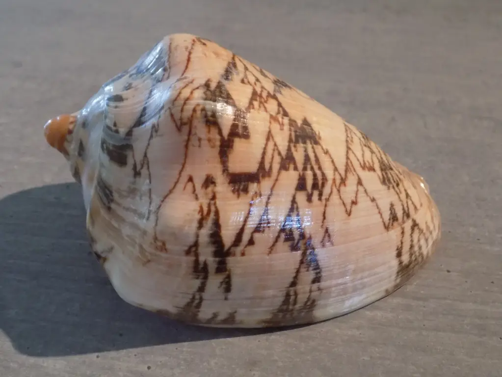 VOLUTIDAE CYMBIOLA TAMARISKAE XL