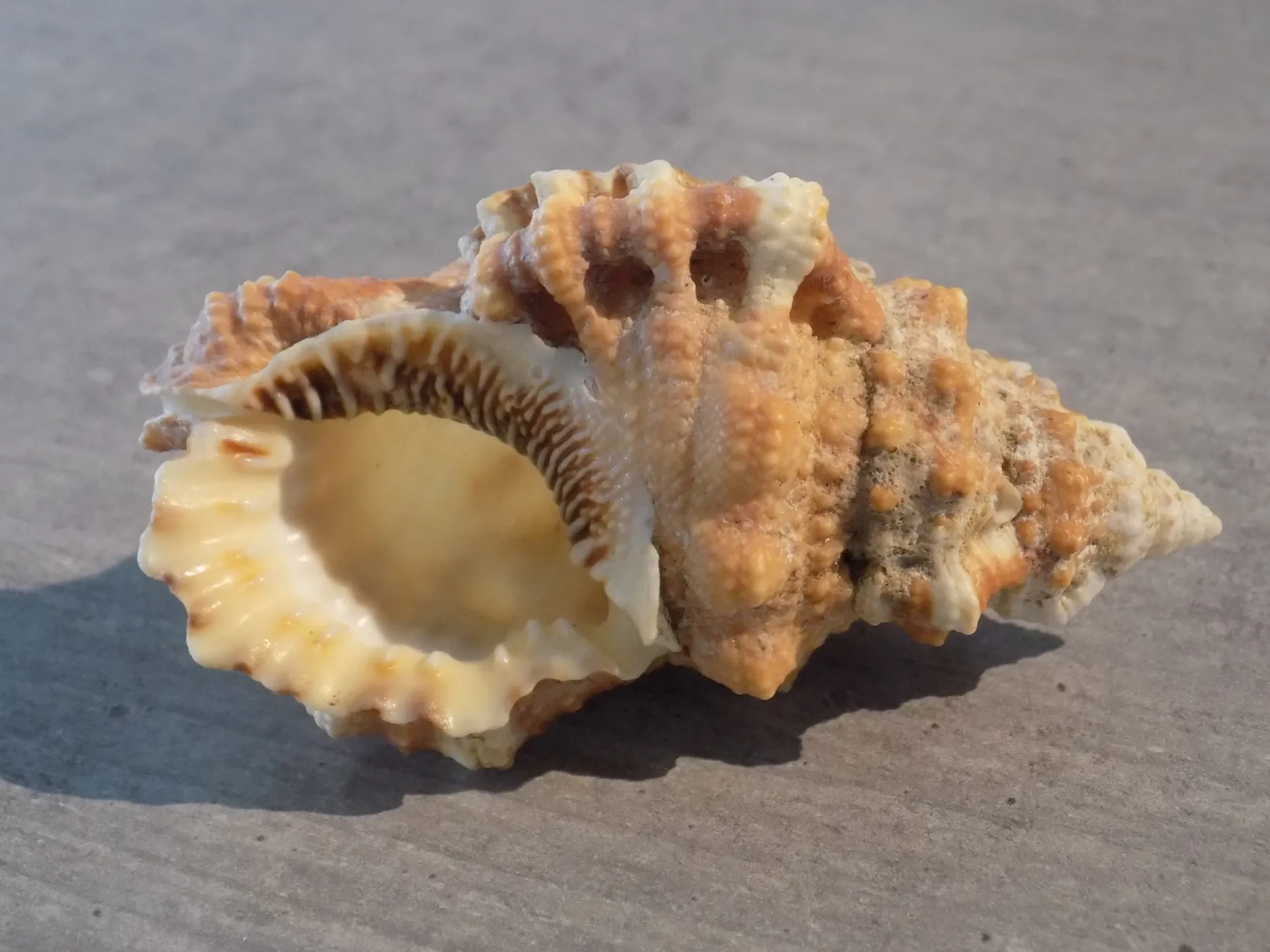 BURSIDAE BURSA NIGRITA