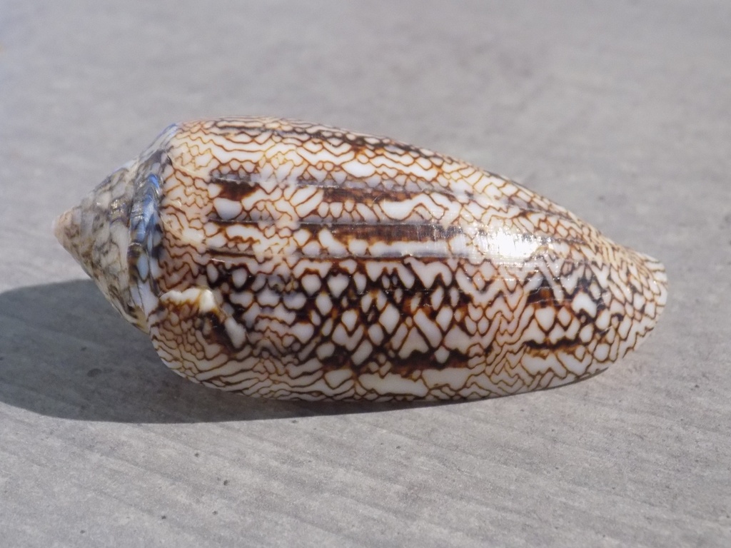 CONIDAE CYLINDER ARCHIEPISCOPUS                        f. PYRAMIDALIS XL