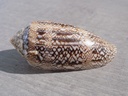 CONIDAE CYLINDER ARCHIEPISCOPUS                        f. PYRAMIDALIS XL