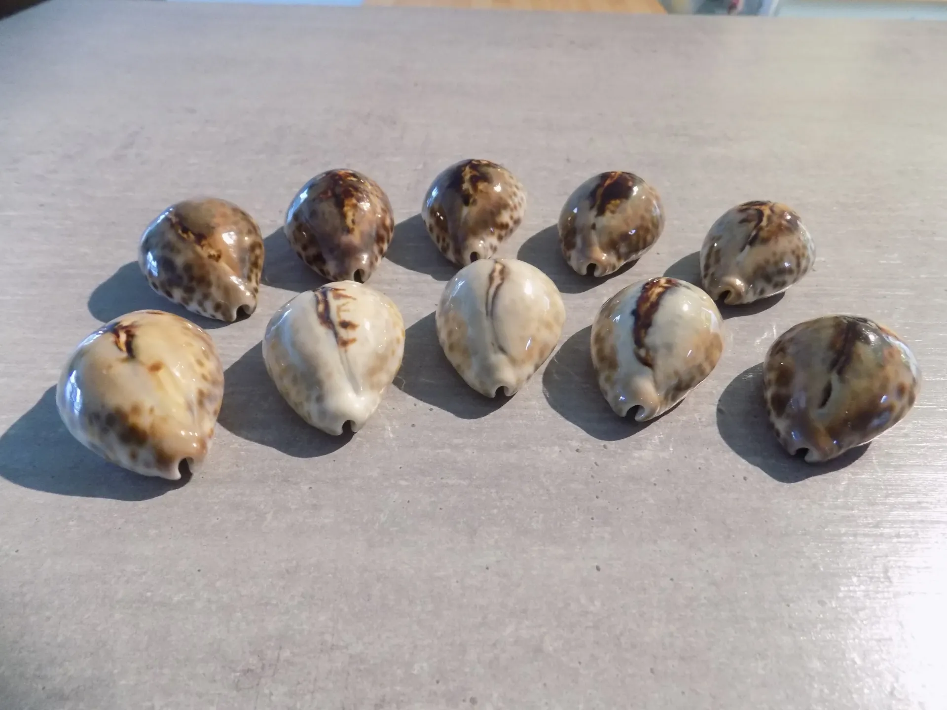 CYPRAEA BARYCYPRAEA TEULEREI