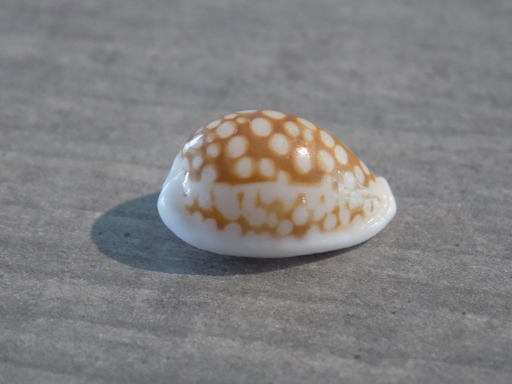 CYPRAEA CRIBRARULA COMMA TOLIARIENSIS