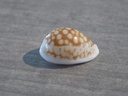 CYPRAEA CRIBRARULA COMMA TOLIARIENSIS