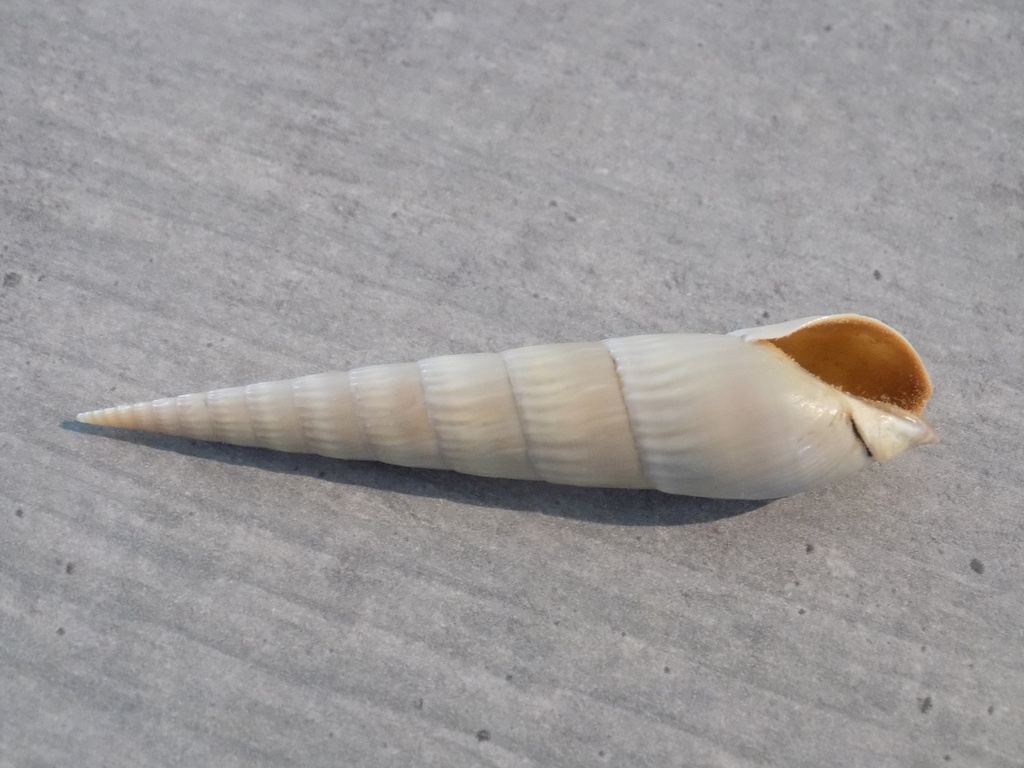 TEREBRIDAE HASTULA ESCONDIDA