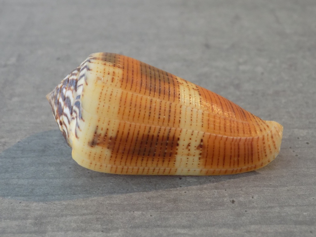 CONIDAE PIONOCONUS ALEXISALLARYI 