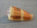 CONIDAE PIONOCONUS ALEXISALLARYI 