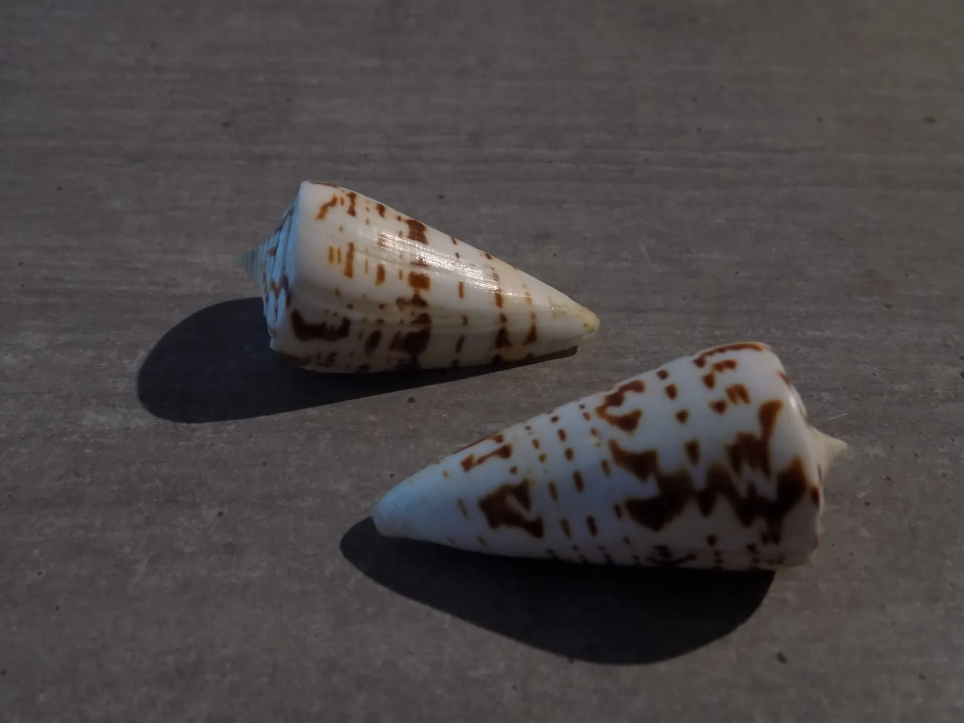CONIDAE STRATEGOCONUS MONILE
