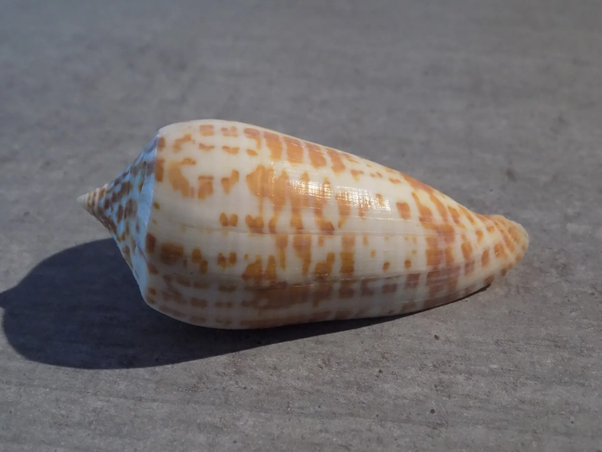CONIDAE PHASMOCONUS LYNCEUS