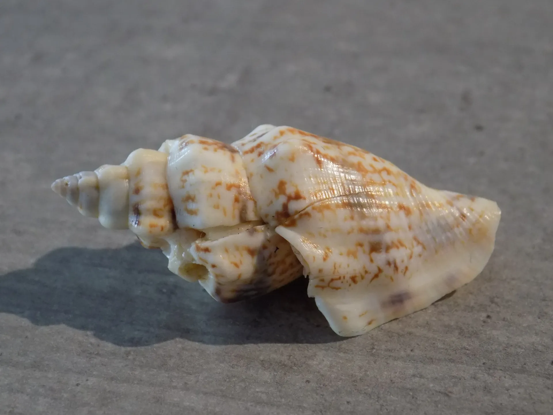 STROMBIDAE CANARIUM URCEUS ORRAE Freak