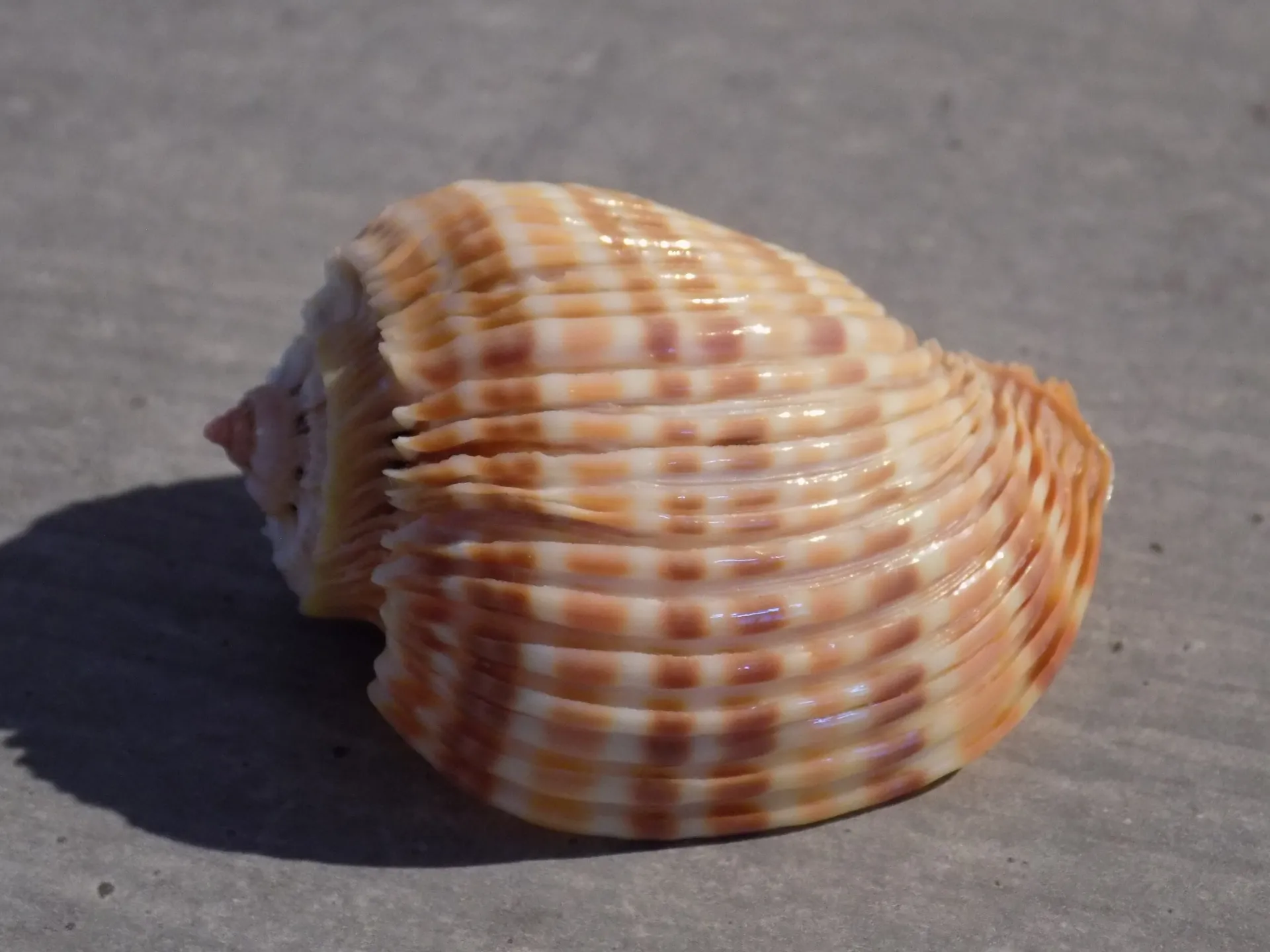 HARPIDAE HARPA COSTATA 