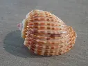 HARPIDAE HARPA COSTATA 