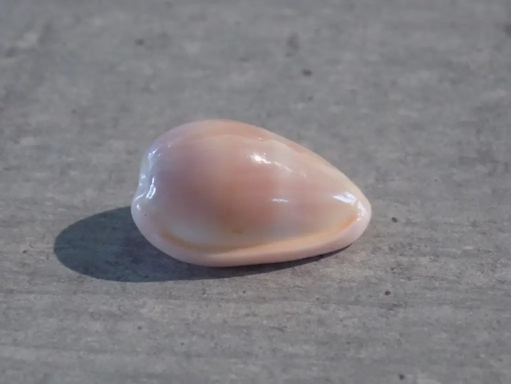 MARGINELLIDAE MARGINELLA BULLATA LILACINA 