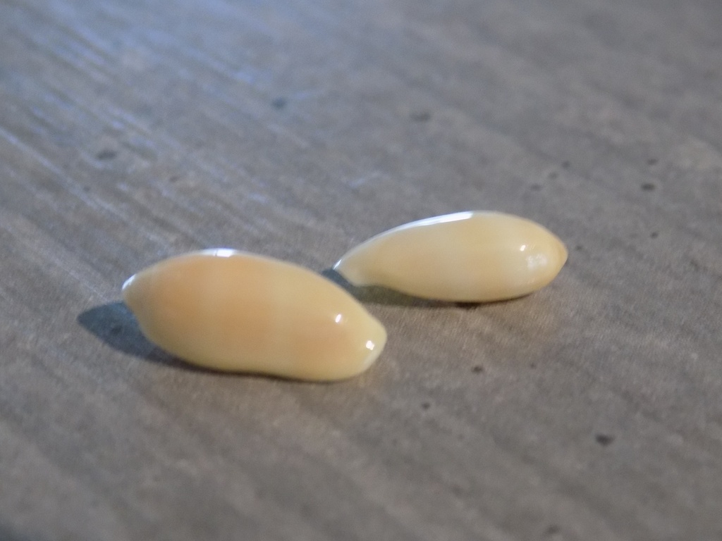 MARGINELLIDAE MARGINELLA PHILIPPINARUM 