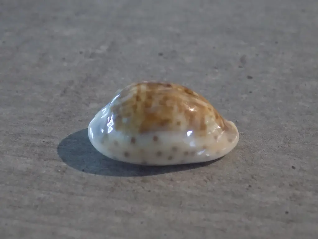 CYPRAEA ZONARIA ZONARIA