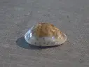 CYPRAEA ZONARIA ZONARIA