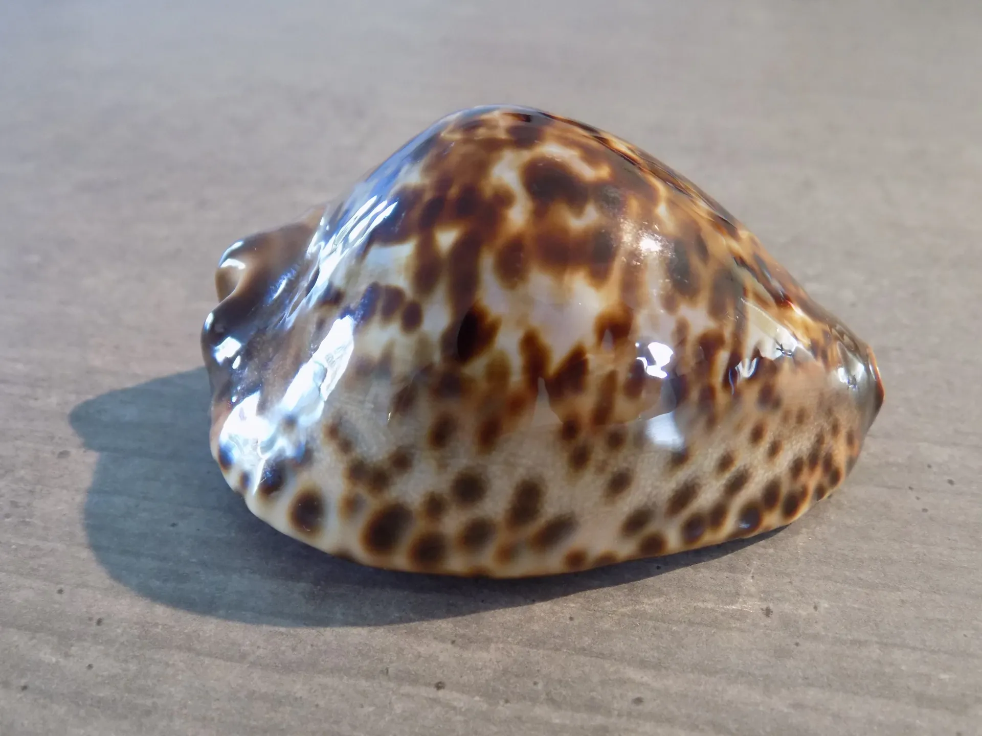 CYPRAEA ZOILA JAENIANA SHERYLAE
