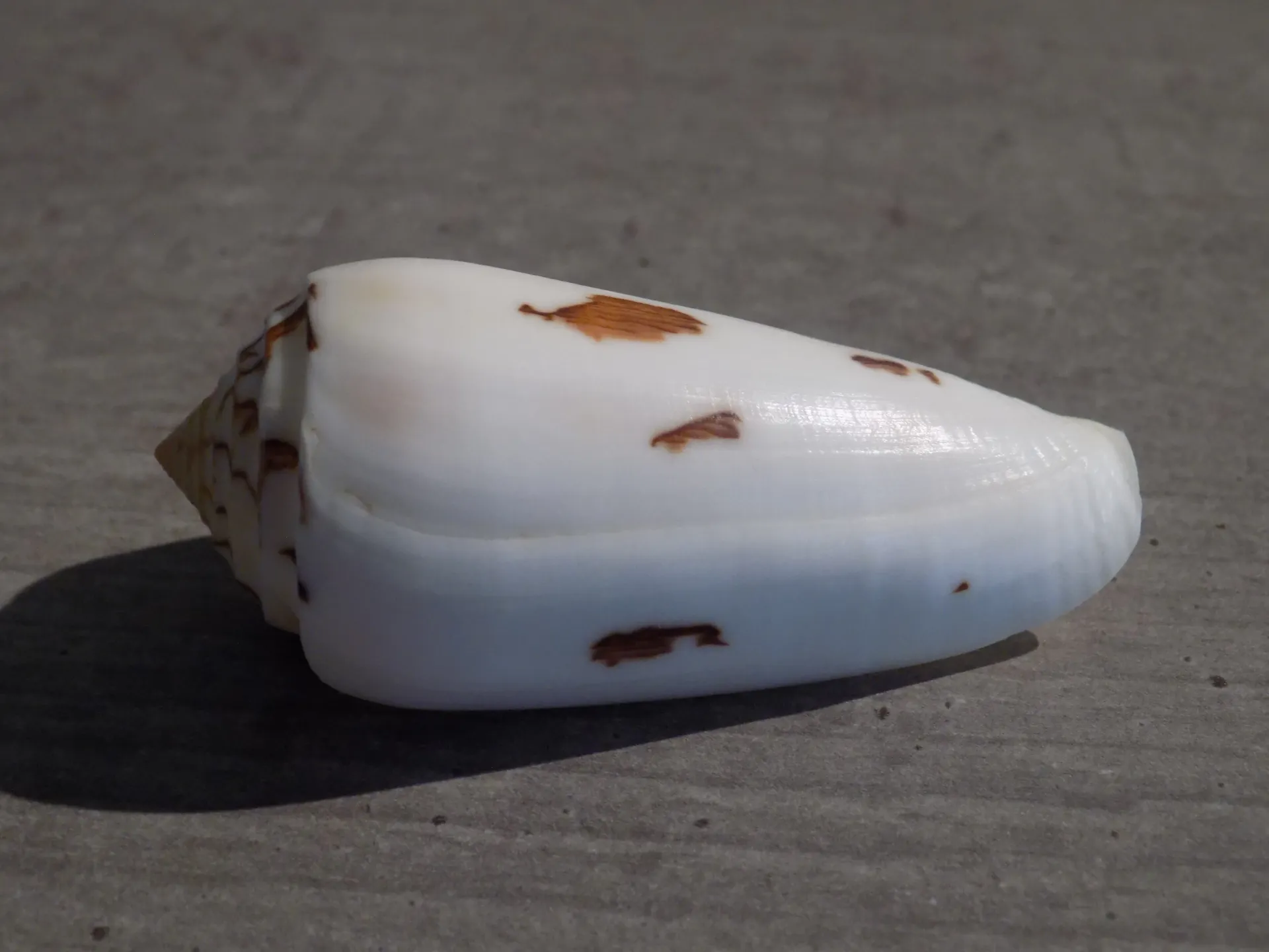 CONIDAE PIONOCONUS GUBERNATOR