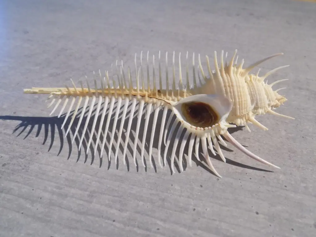 MURICIDAE MUREX PECTEN 