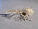 MURICIDAE MUREX PECTEN 