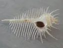 MURICIDAE MUREX PECTEN XXL
